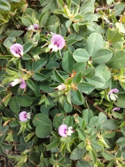 Kummerowia stipulacea