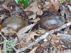 Terrapene carolina triunguis