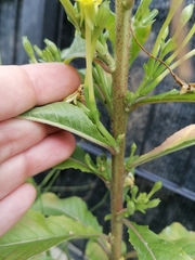 Oenothera pycnocarpa