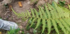 Amauropelta noveboracensis