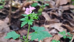 Geranium seemannii