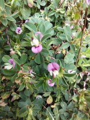 Kummerowia stipulacea