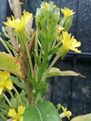 Oenothera pycnocarpa