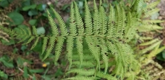 Amauropelta noveboracensis
