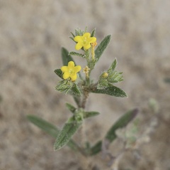 Arnebia hispidissima