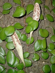 Pyrrosia eleagnifolia