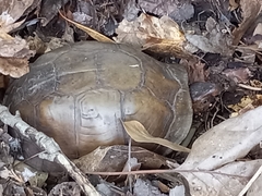 Terrapene carolina triunguis