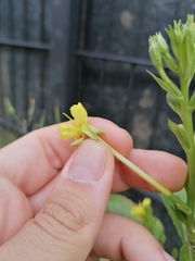 Oenothera pycnocarpa