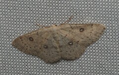 Cyclophora albipunctata