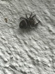 Phidippus