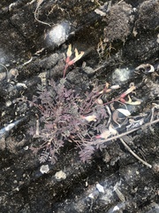 Astragalus nutzotinensis