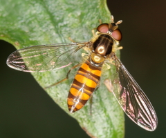 Episyrphus