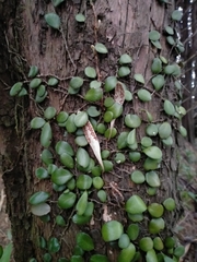 Pyrrosia eleagnifolia
