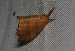 Falcaria lacertinaria