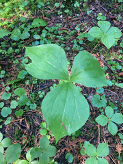 Trillium cernuum
