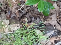 Terrapene carolina triunguis