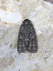 Acronicta impleta
