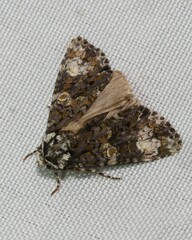 Craniophora ligustri