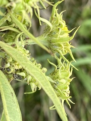 Helianthus maximiliani