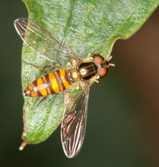 Episyrphus