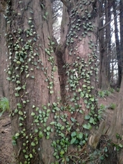 Pyrrosia eleagnifolia