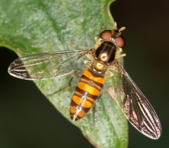 Episyrphus