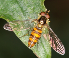 Episyrphus
