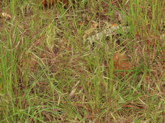 Bromus sterilis