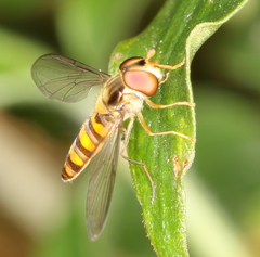 Episyrphus