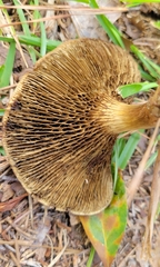 Phylloporus leucomycelinus