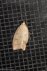 Machimia tentoriferella