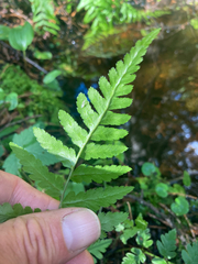 Dryopteris