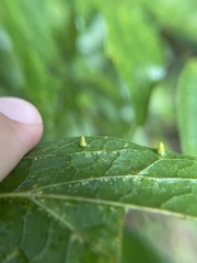 Celticecis aciculata