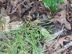 Terrapene carolina triunguis