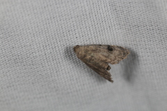 Abablemma brimleyana