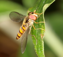 Episyrphus