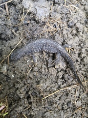 Triturus cristatus
