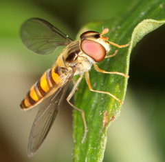 Episyrphus