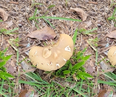 Phylloporus leucomycelinus