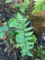 Dryopteris