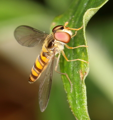 Episyrphus