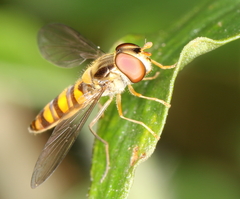 Episyrphus