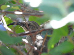 Toxostoma redivivum