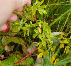 Thalictrum dasycarpum