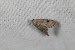 Abablemma brimleyana