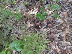 Terrapene carolina triunguis