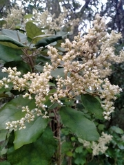 Brachyglottis repanda