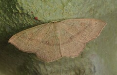 Cyclophora linearia