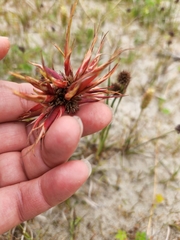 Juncus falcatus
