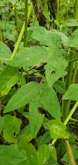 Desmodium